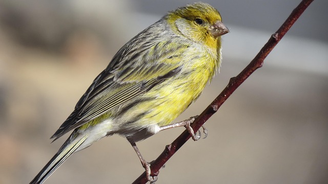 Quietest Pet Birds: Best Birds for Apartments