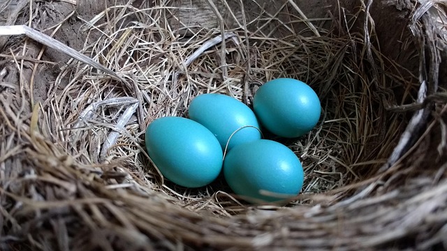 Robin Eggs: Colour, Size and Nesting Guide