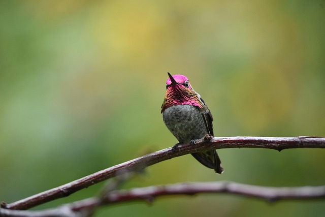 Ruby-Throated Hummingbird: Facts and Range