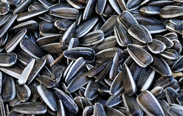 Seed-to-Pellet Transition Planner