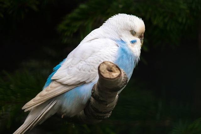 Bird Sleep & Bedtime Calculator