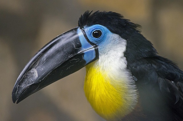Types of Birds: A Simple Guide to the Main Groups