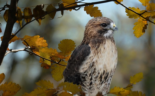 Types of Hawks: Common Hawk Species