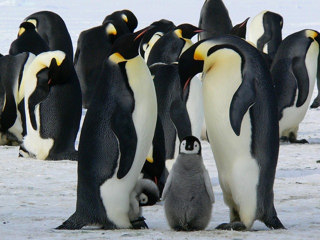 Types of Penguins: Species Guide