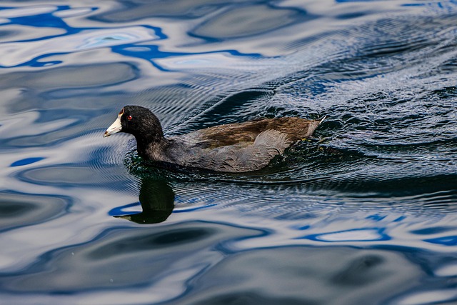 Water Birds: Ducks, Geese, Swans & Gulls (Diet & Lifespan)