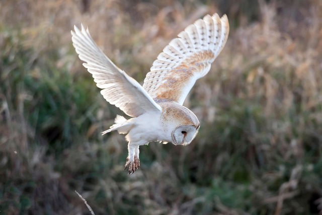 What Do Barn Owls Eat? Barn Owl Diet