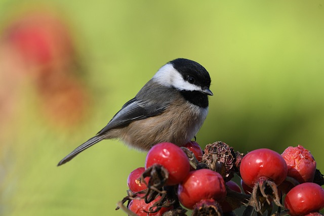 What Do Chickadees Eat? Diet & How to Attract Them