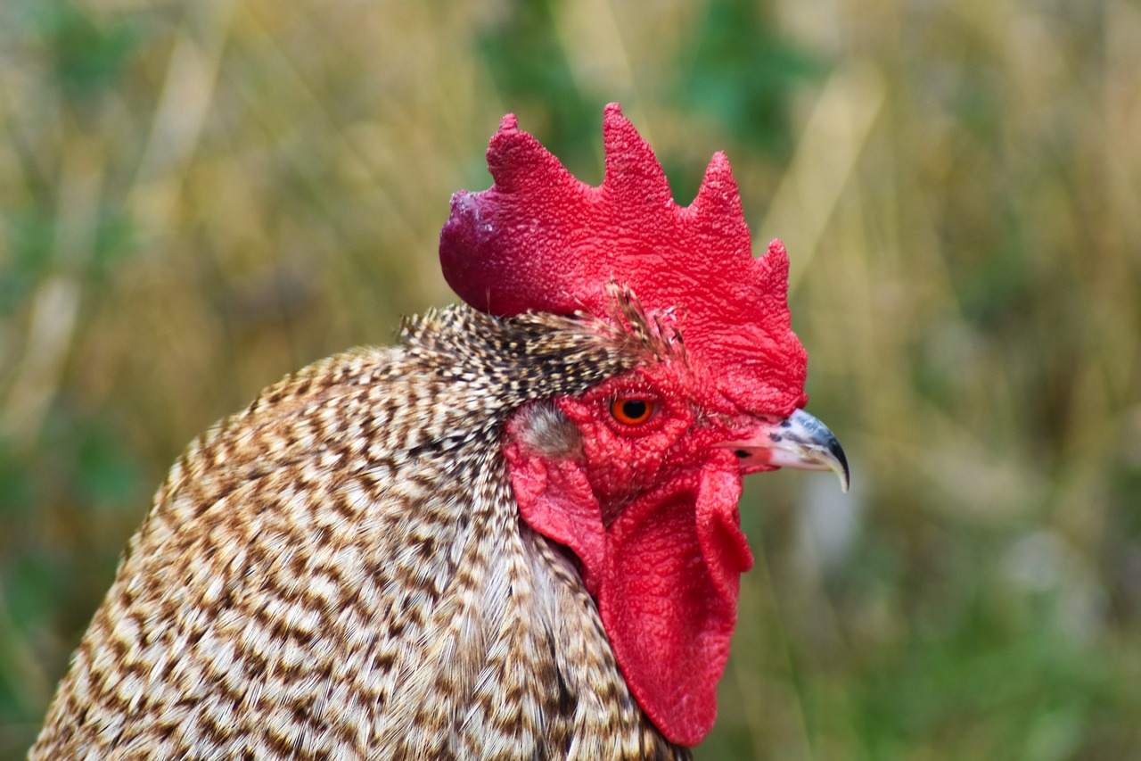 What Do Chickens Eat? A Beginner's Feeding Guide