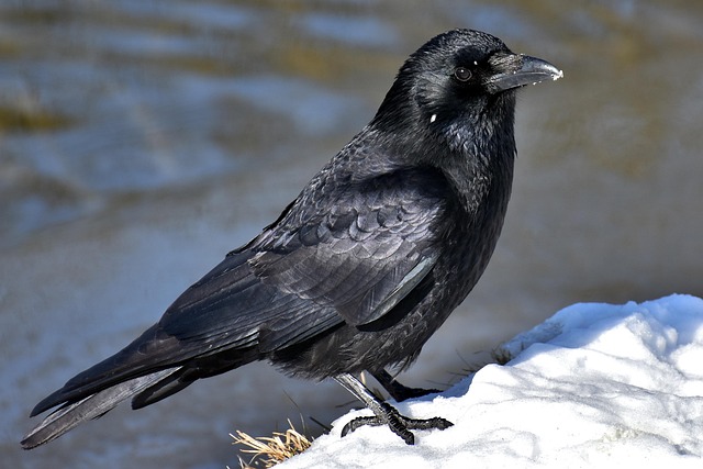 What Do Crows Eat? A Complete Guide to the Crow Diet