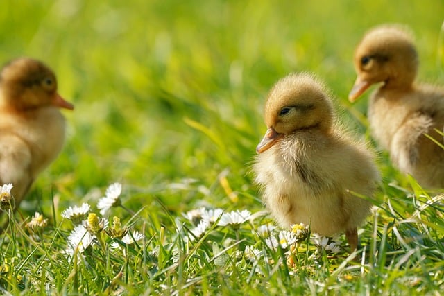 What Do Ducklings Eat? A Baby Duck Diet Guide