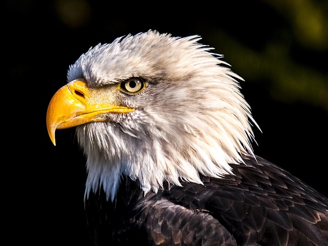 What Do Eagles Eat? Eagle Diet Explained
