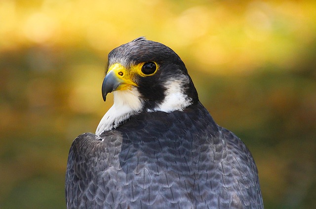 What Do Falcons Eat? Falcon Diet Explained