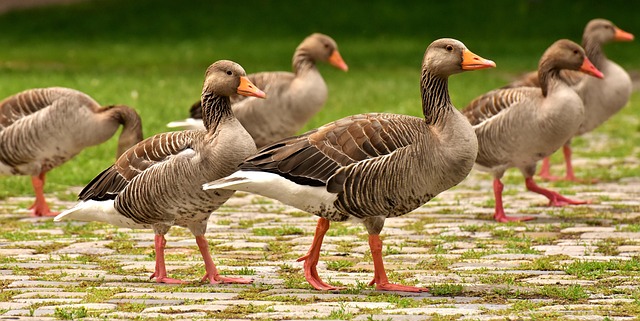 What Do Geese Eat? Natural Diet & What to Feed Geese