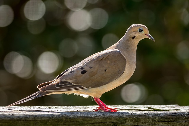 What Do Mourning Doves Eat? Diet & Feeder Tips