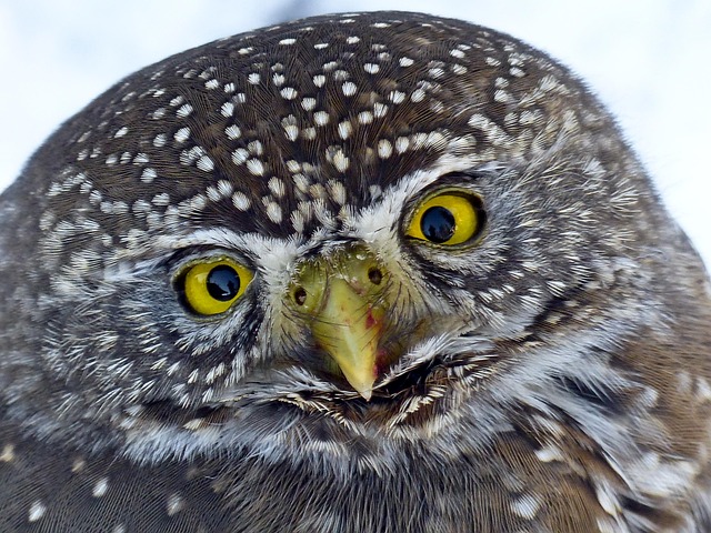 What Do Owls Eat? The Owl Diet Explained