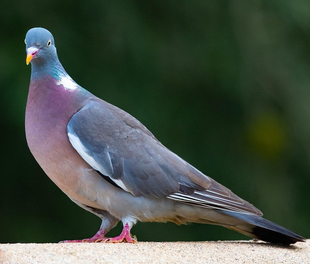 What Do Pigeons Eat? Wild & City Pigeon Diet