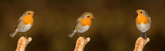 What Do Robins Eat? Worms, Berries & Feeder Tips