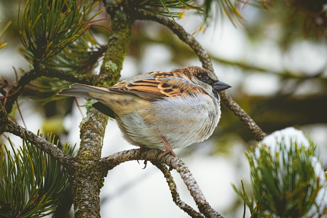 What Do Sparrows Eat? Sparrow Diet & Feeder Tips