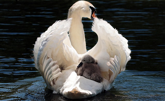What Do Swans Eat? Natural Diet & What to Feed Swans