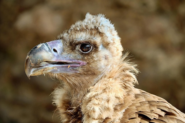 What Do Vultures Eat? Vulture Diet Explained
