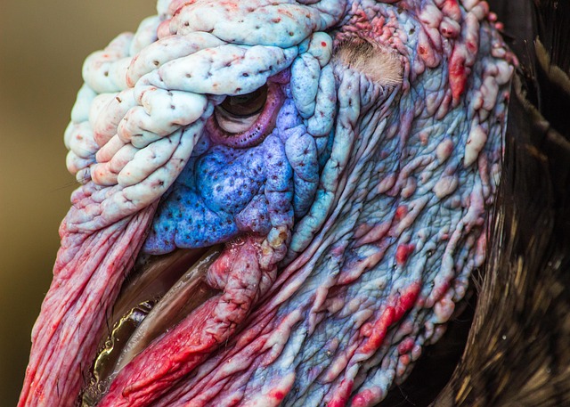 What Do Wild Turkeys Eat? The Wild Turkey Diet
