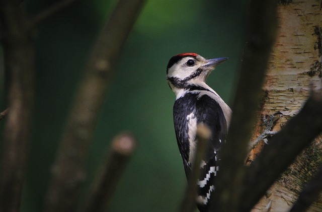 What Do Woodpeckers Eat? Diet & Feeder Favourites
