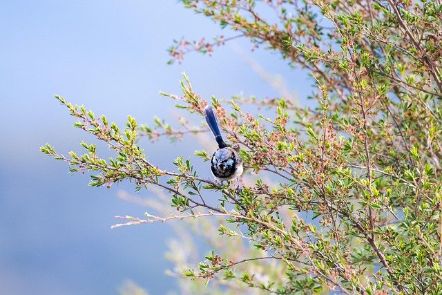 What Do Wrens Eat? Diet & How to Attract Them