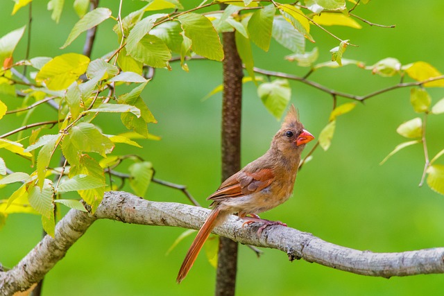 What Does a Female Cardinal Look Like