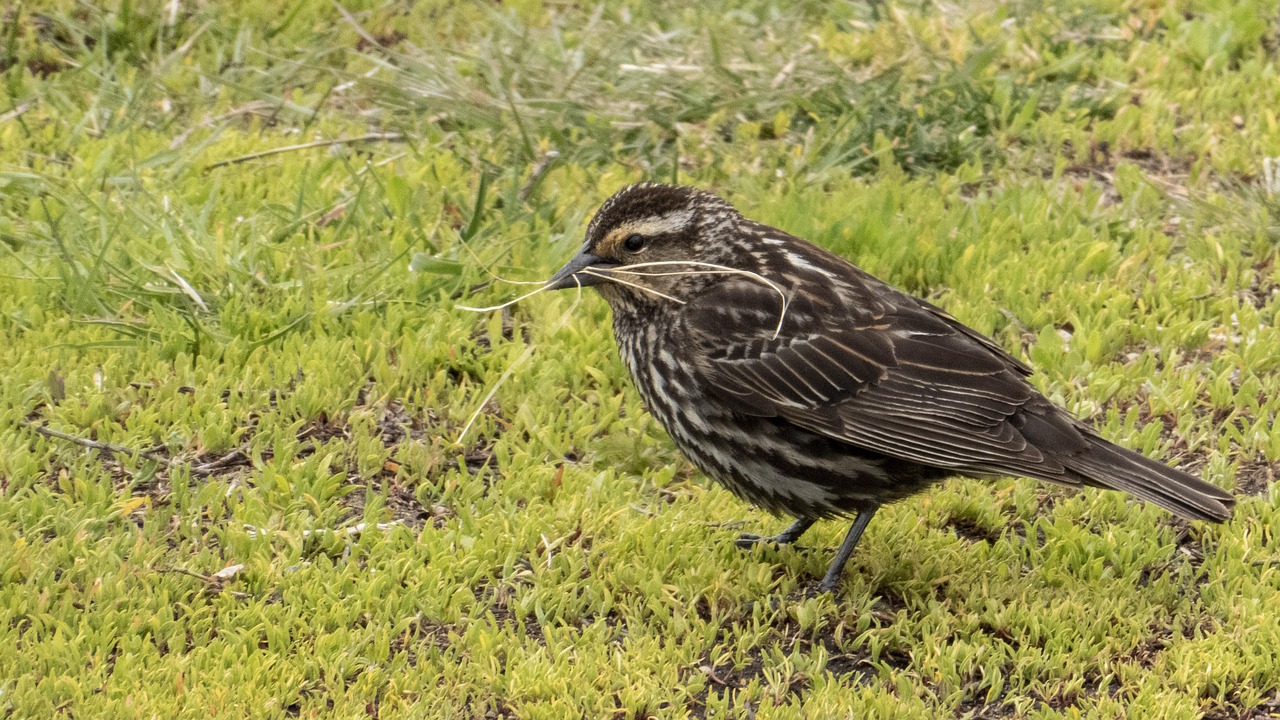 What Is a Broody Hen