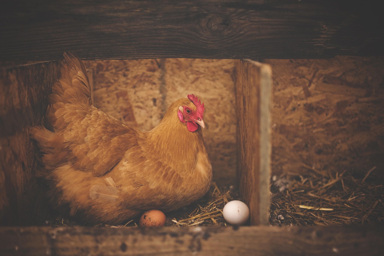 When Do Chickens Start Laying Eggs