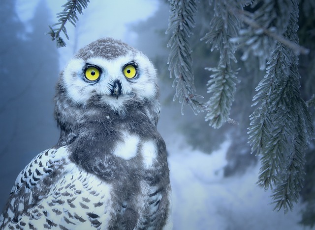 Where Do Birds Go in Winter? Migration & Survival