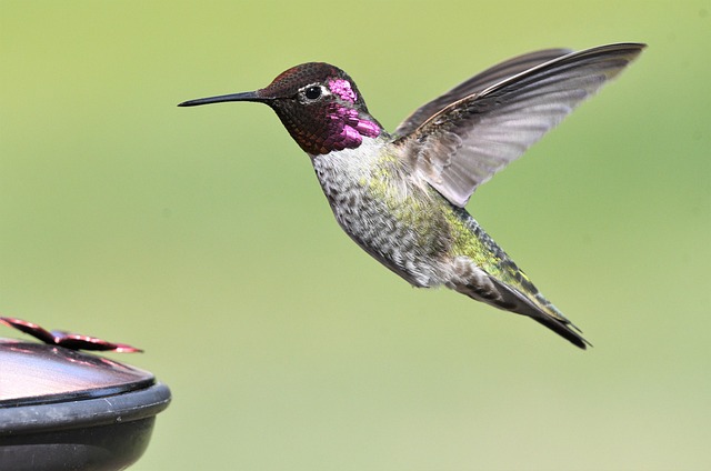 Where to Hang a Hummingbird Feeder: Best Placement Tips