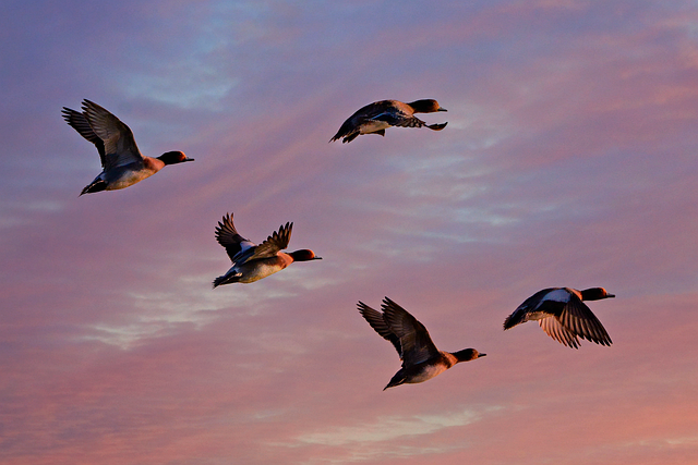 Why Do Birds Migrate? The Reasons Explained