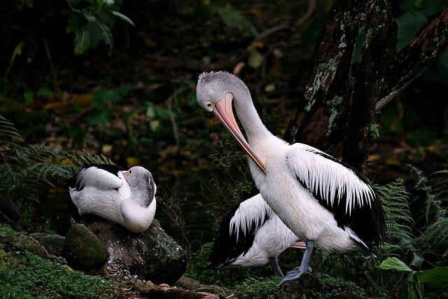 Why Do Birds Preen? Feather Care Explained