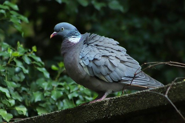 Why Do Birds Puff Up? Normal vs Warning Sign