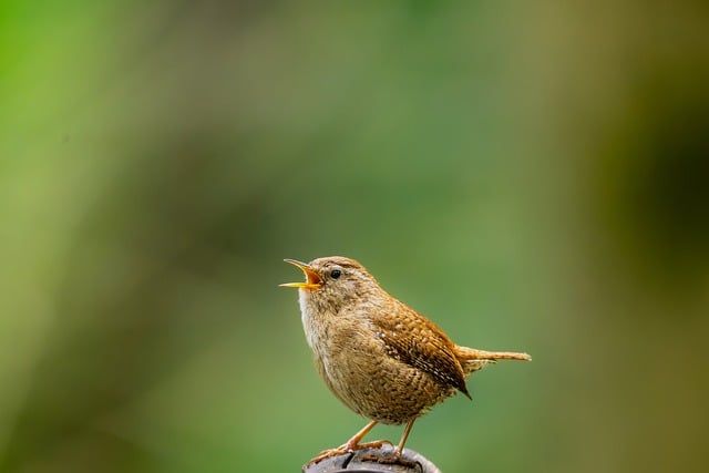 Why Do Birds Sing? The Reasons Behind Birdsong