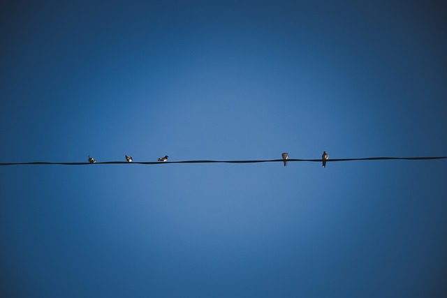 Why Do Birds Sit on Power Lines? (And Why They Don't Get Shocked)