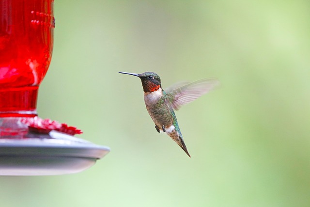 Backyard & Wild Birds | Can My Bird Eat That